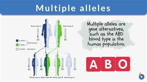 types of multiple alleles.